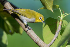 Bird List Revision for March 2019