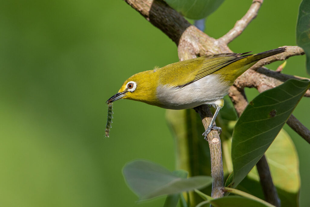 Swinhoe’s White-eye