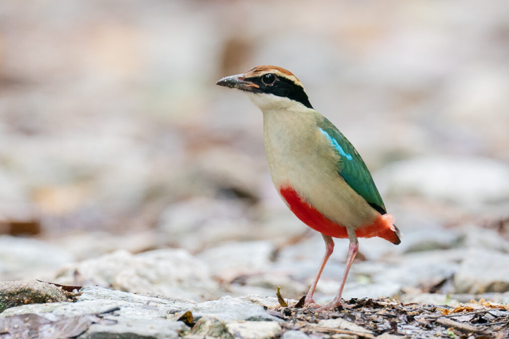 Fairy Pitta