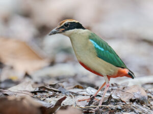 Bird List revision for November 2019