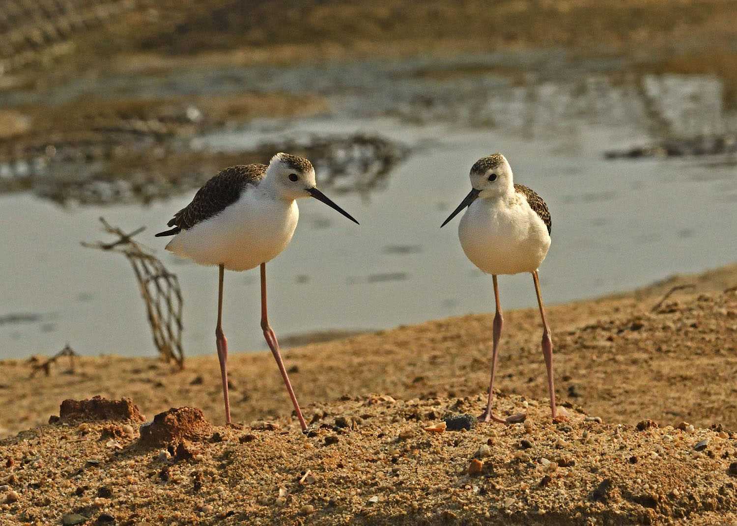 Pied Stilt – Birds of Singapore