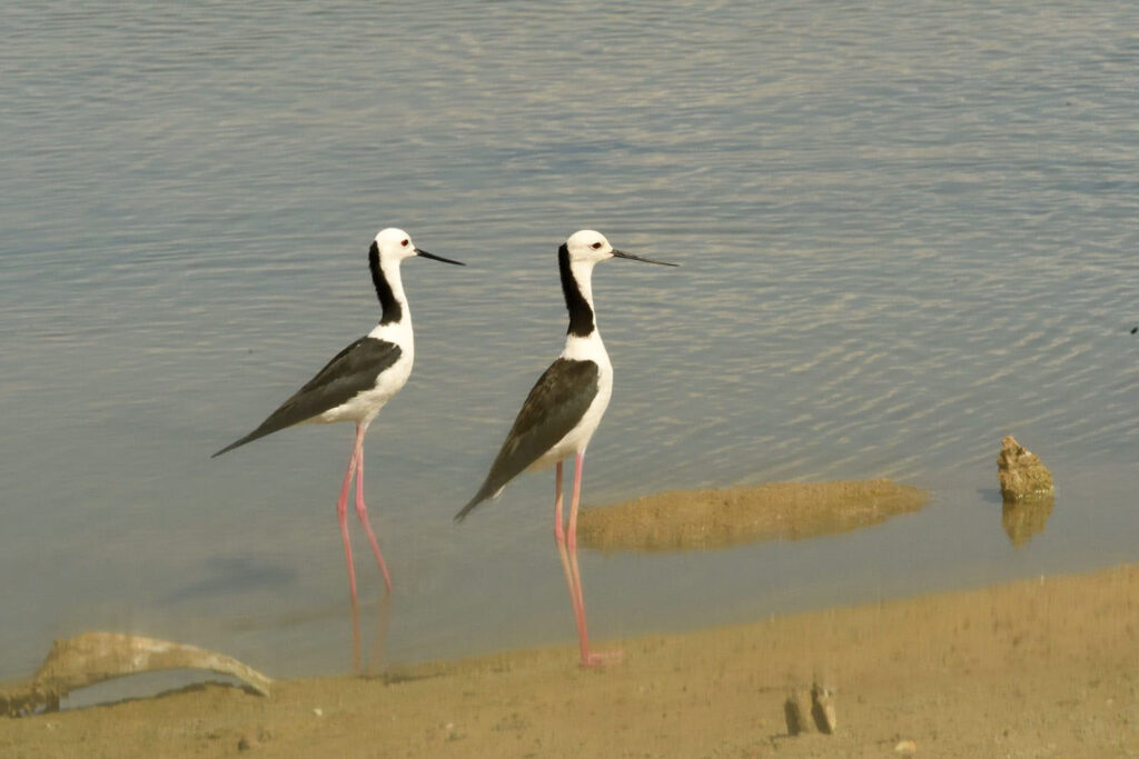 Pied Stilt