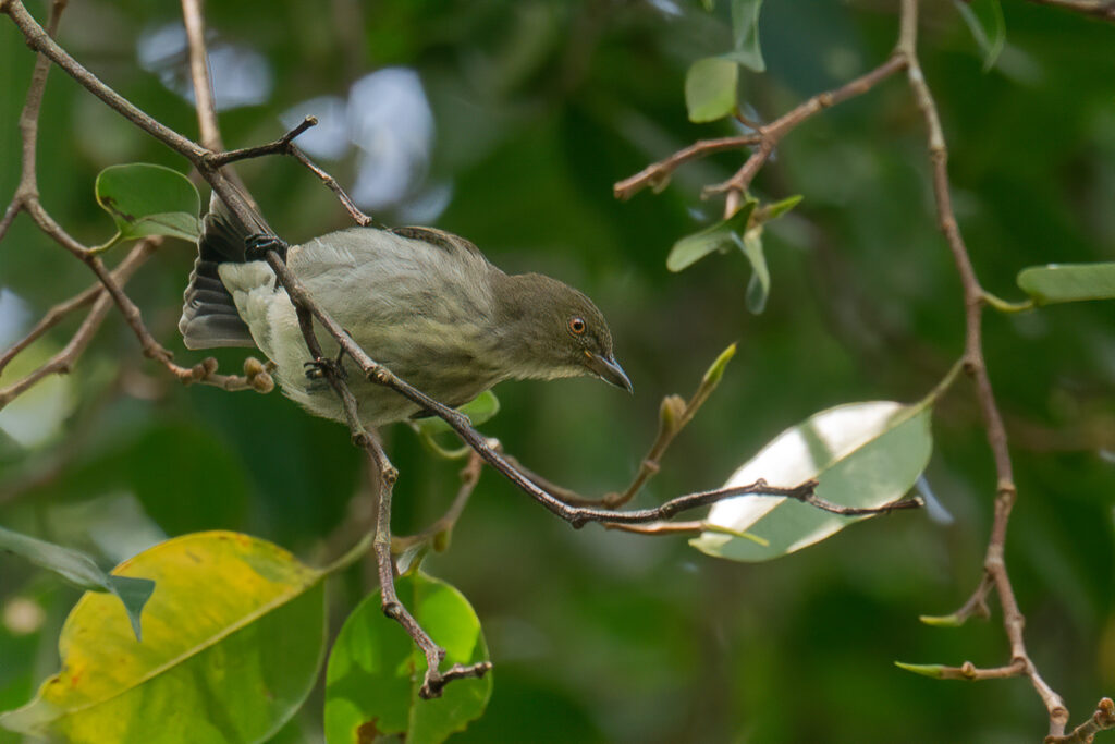 Thick-billed Flowerpecker