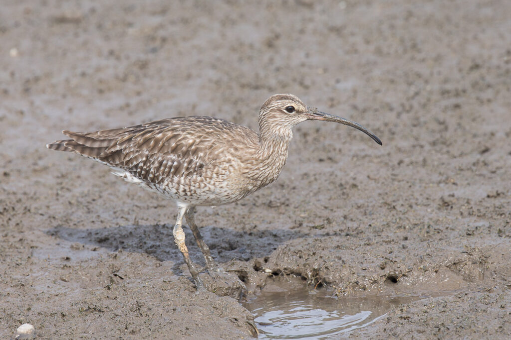 Eurasian Whimbrel