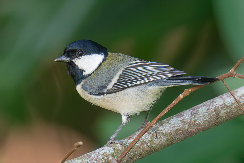 Cinereous Tit