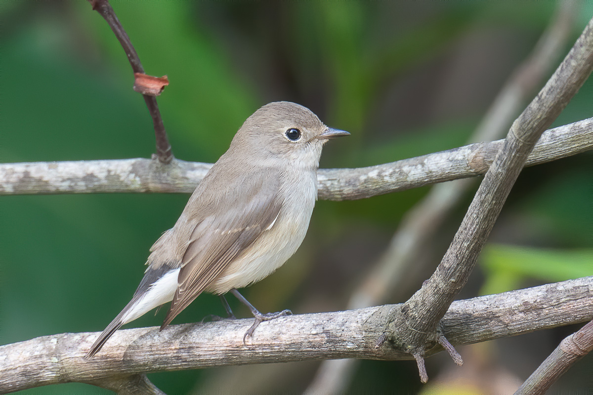 Taiga Flycatcher – Birds of Singapore