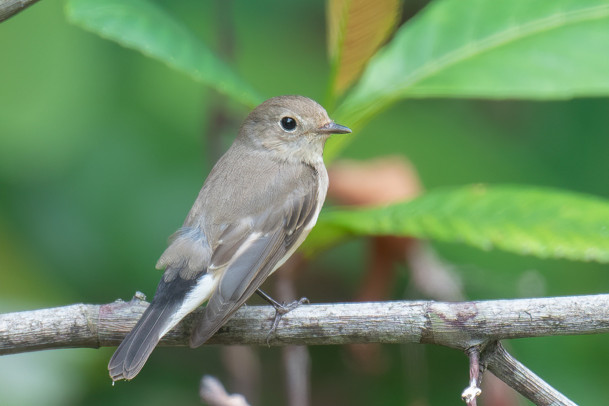 Taiga Flycatcher – Birds of Singapore