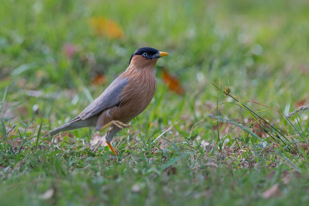 Brahminy Starling