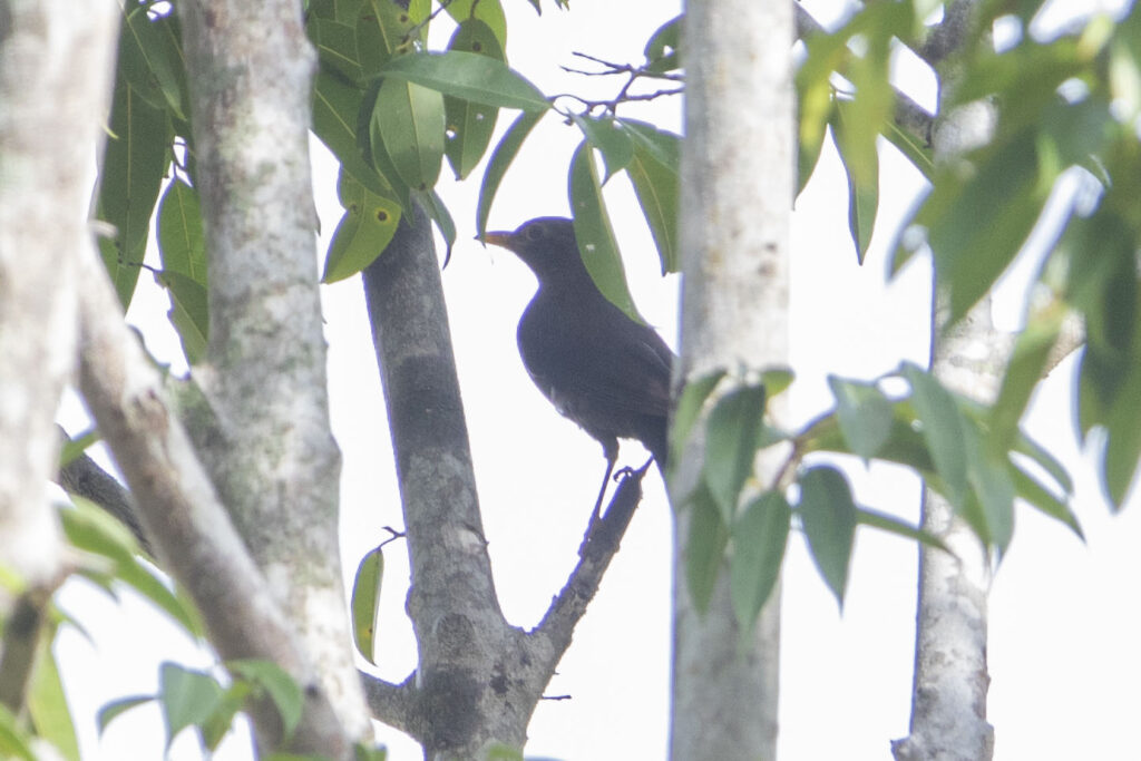 Chinese Blackbird