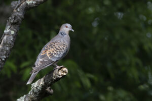Status of the Oriental Turtle Dove in Singapore