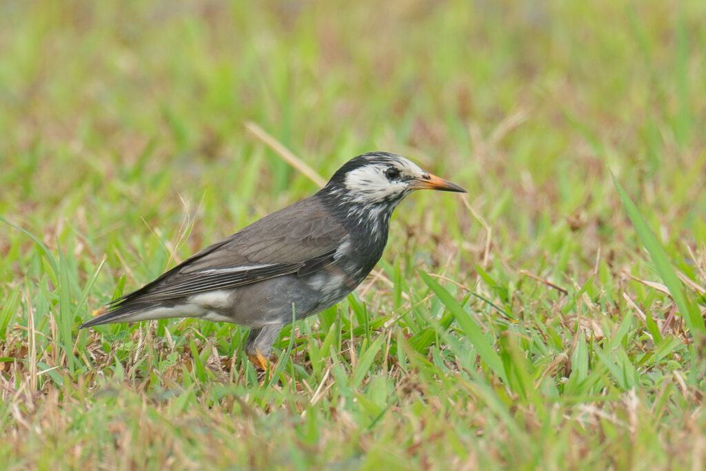 White-cheeked Starling