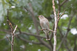 What bird is this, and why?