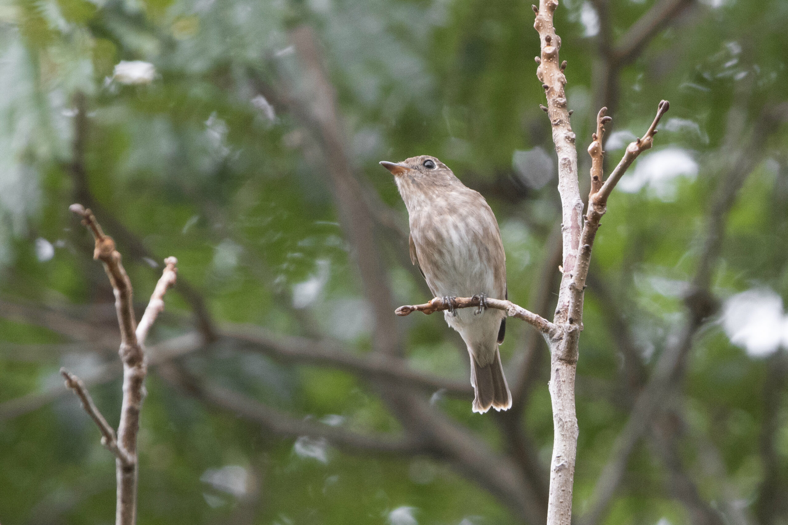 What bird is this, and why?