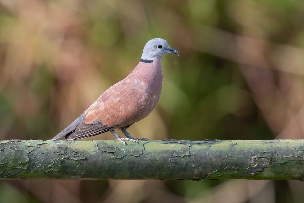 Red Collared Dove