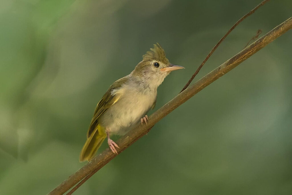 White-bellied Erpornis