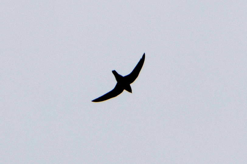 White-throated Needletail_31-10-17_Singapore_DARK