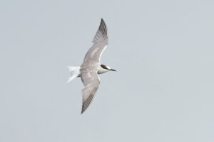 Pelagic Bird Trip at the Singapore Strait – 20 September 2020