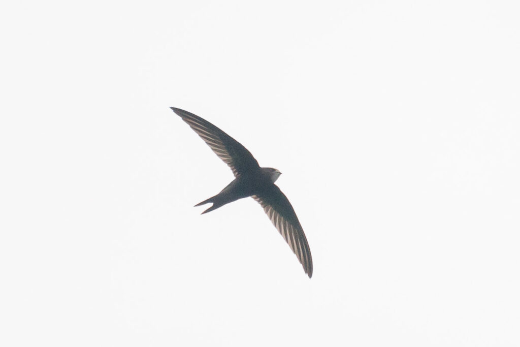 Common Swift
