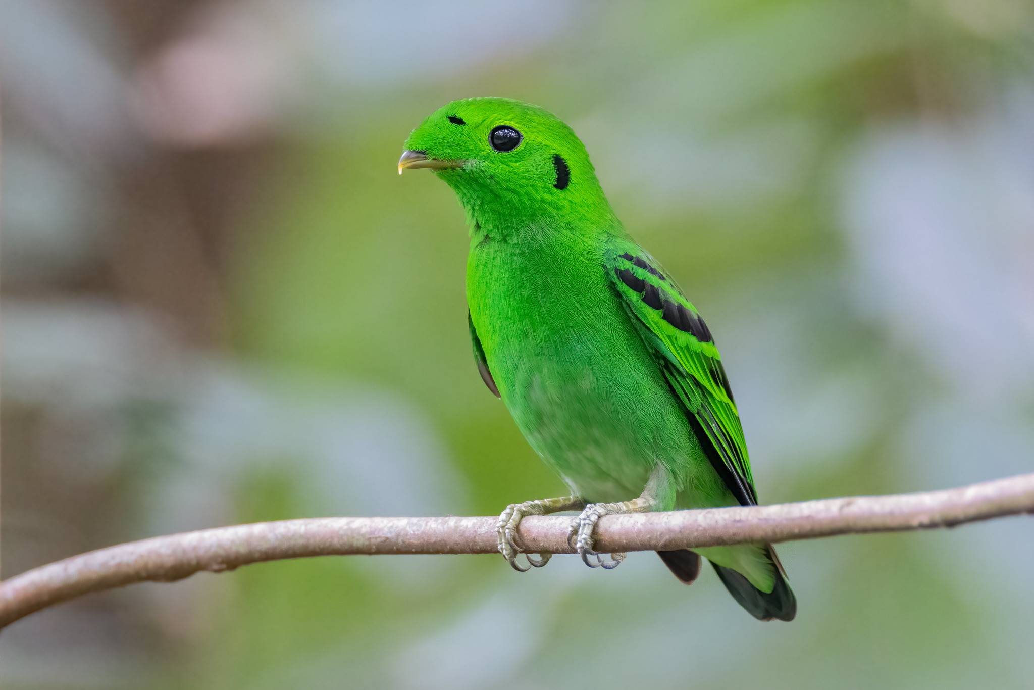 Green Broadbill – Birds of Singapore