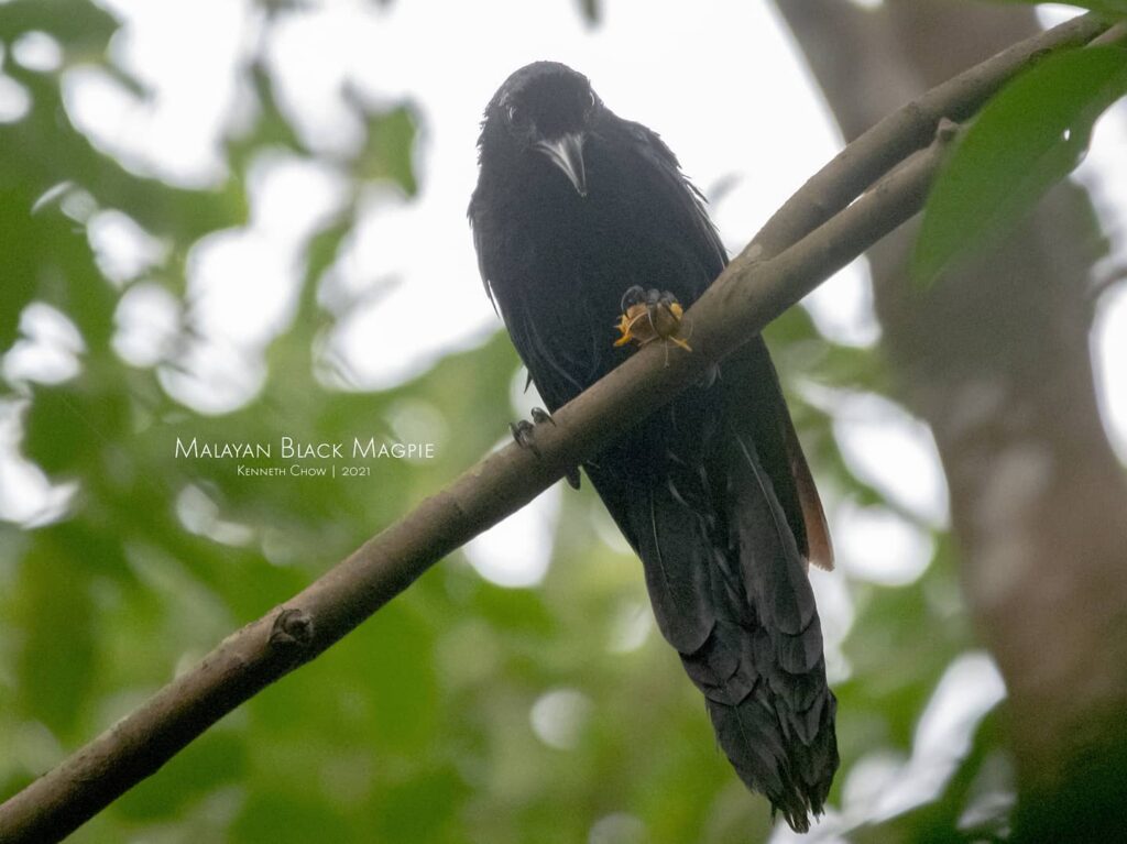 Malayan Black Magpie