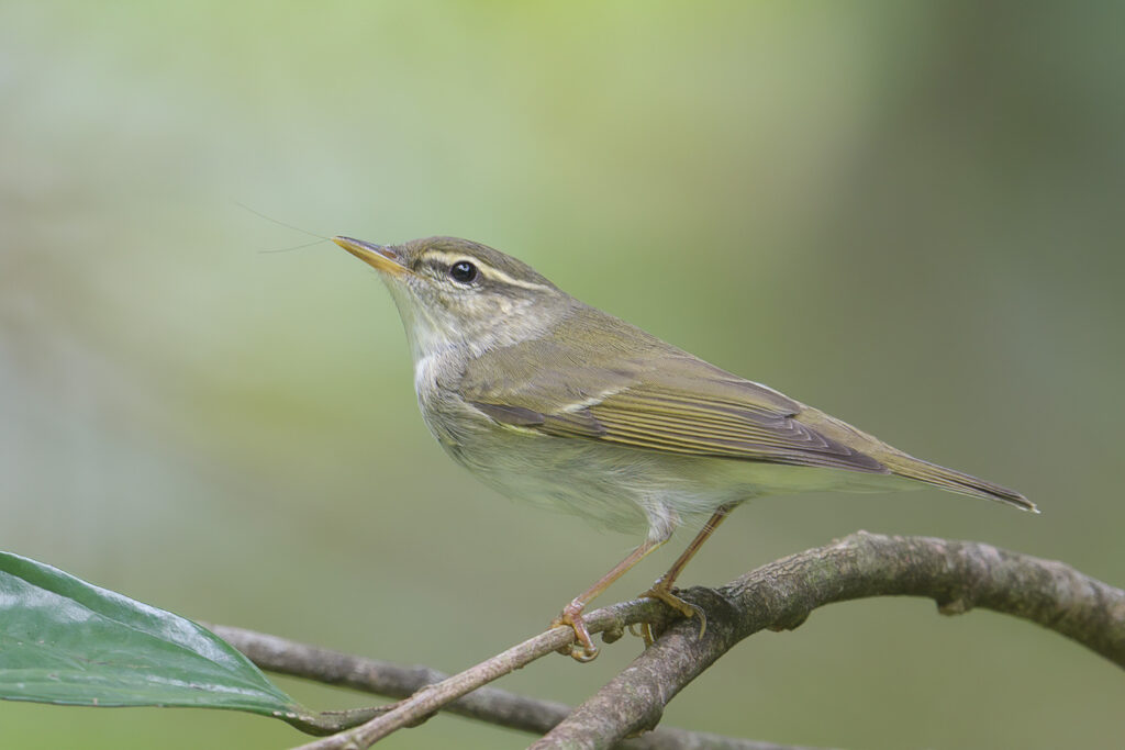 Arctic Warbler