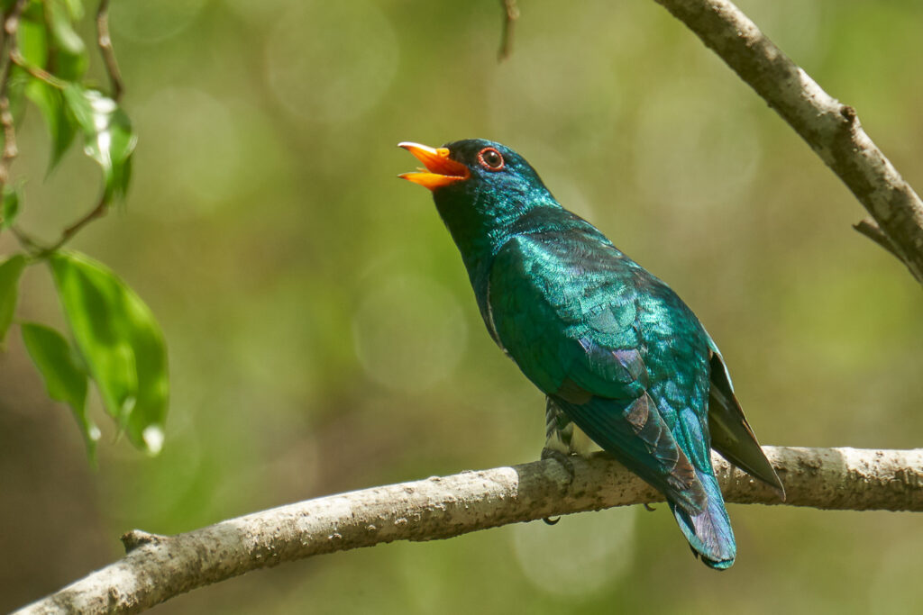 Asian Emerald Cuckoo