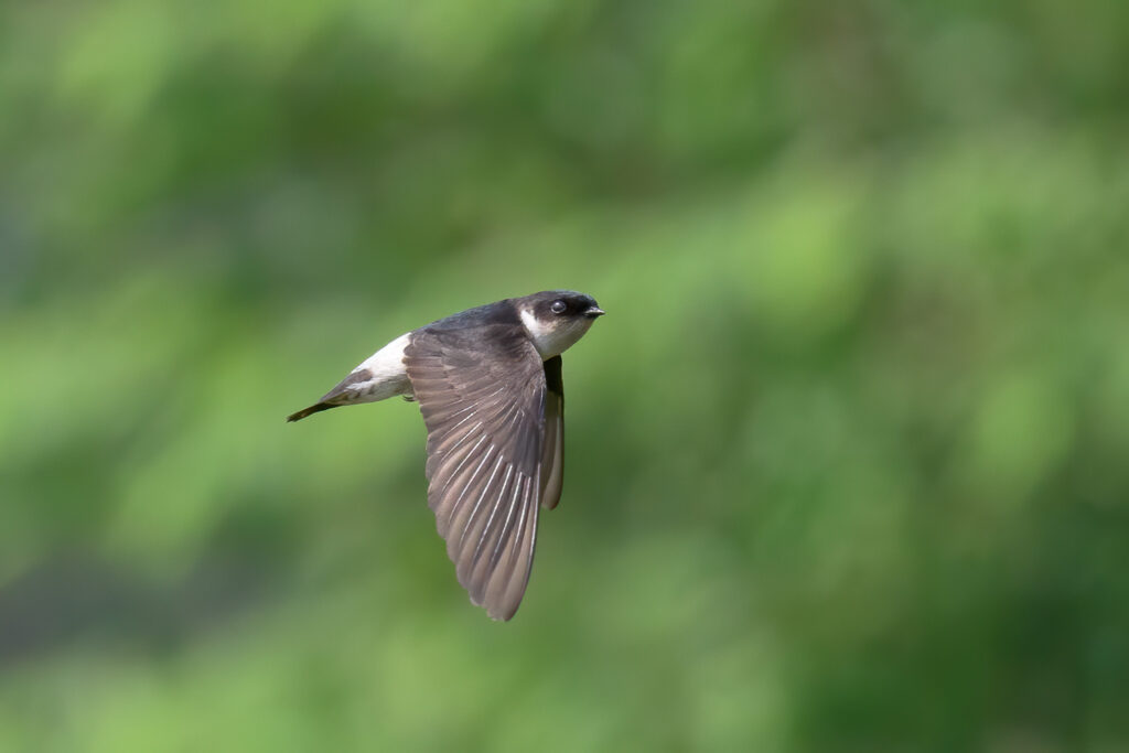 Asian House Martin