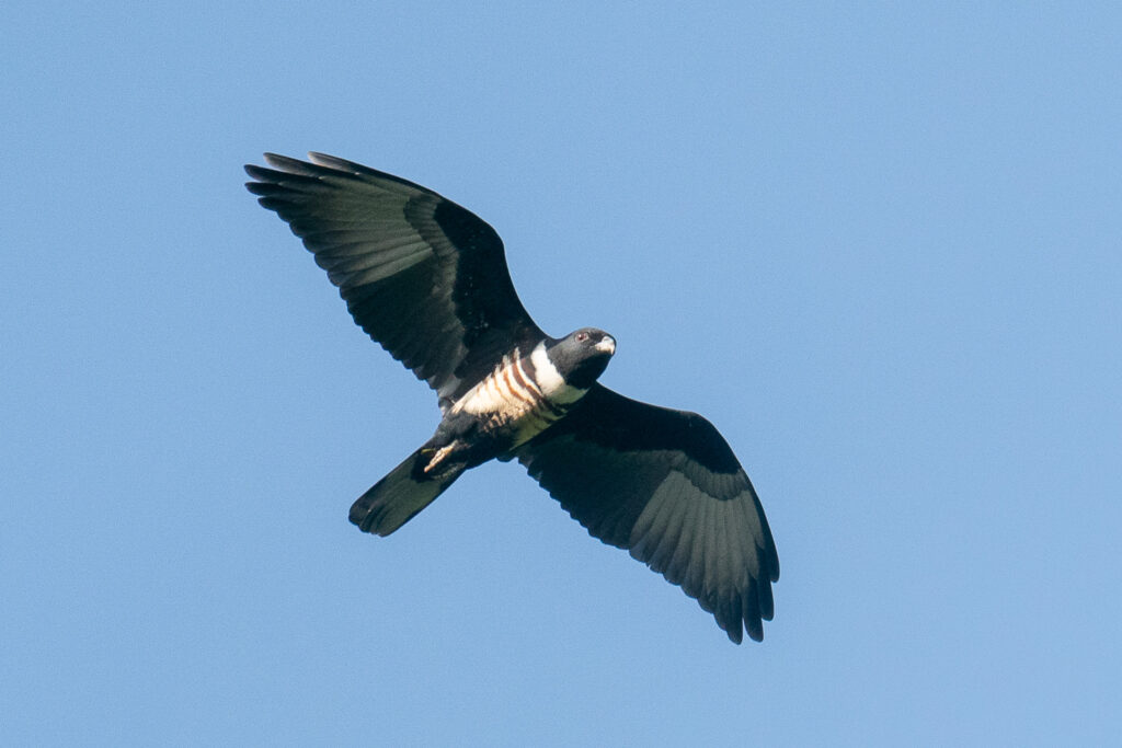 Black Baza