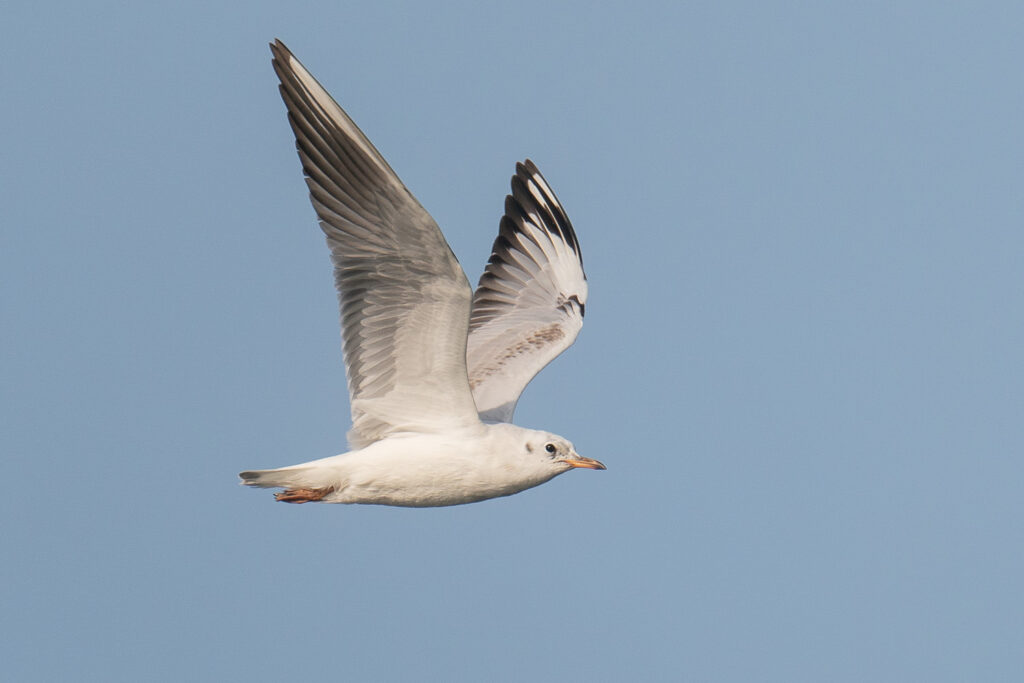 Black-headed Gull