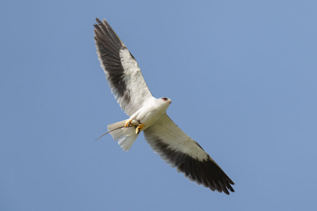 Black-winged Kite