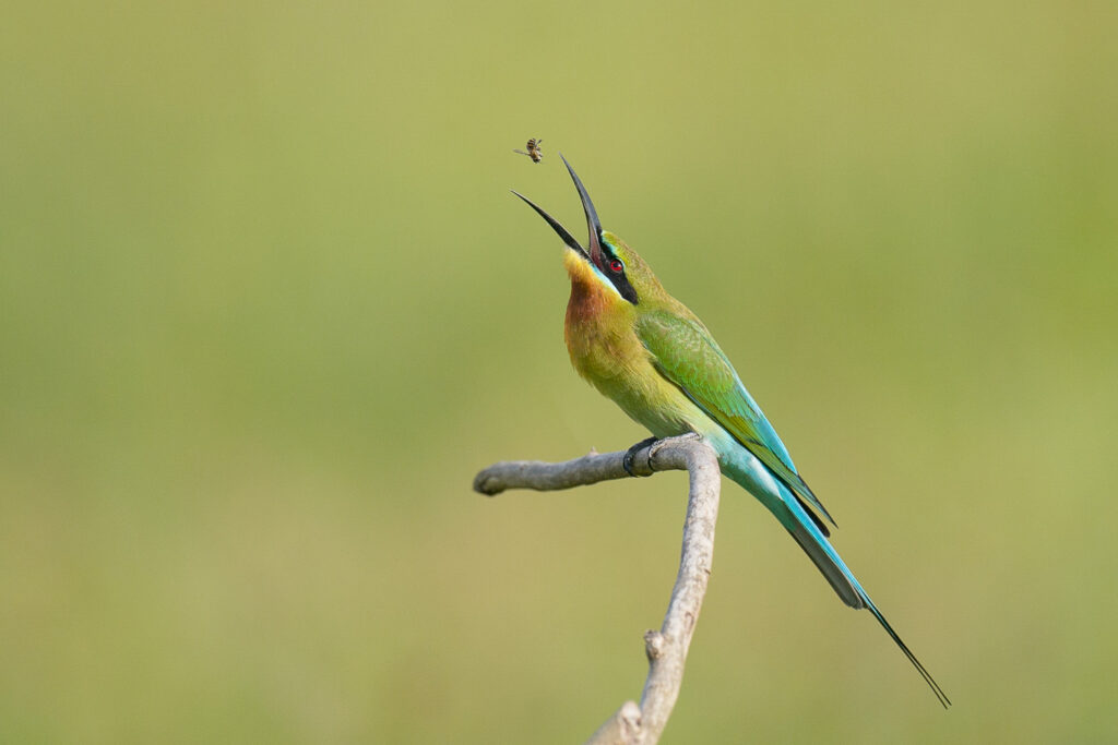 Blue-tailed Bee-eater