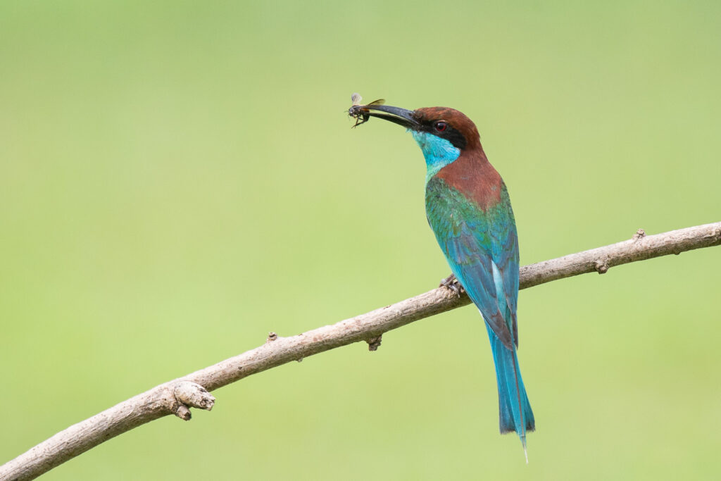 Blue-throated Bee-eater