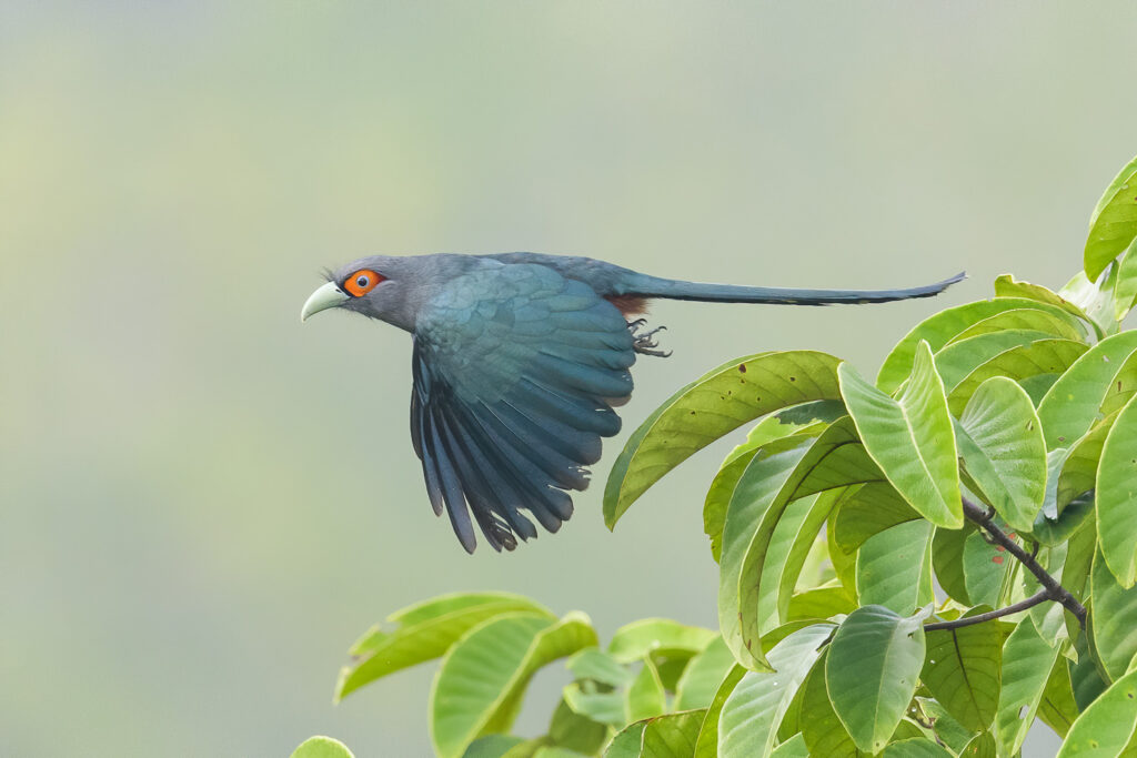 Chestnut-bellied Malkoha