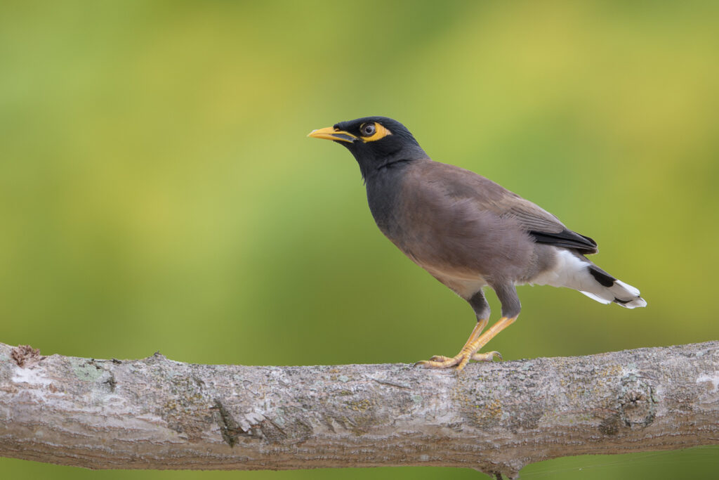 Common Myna