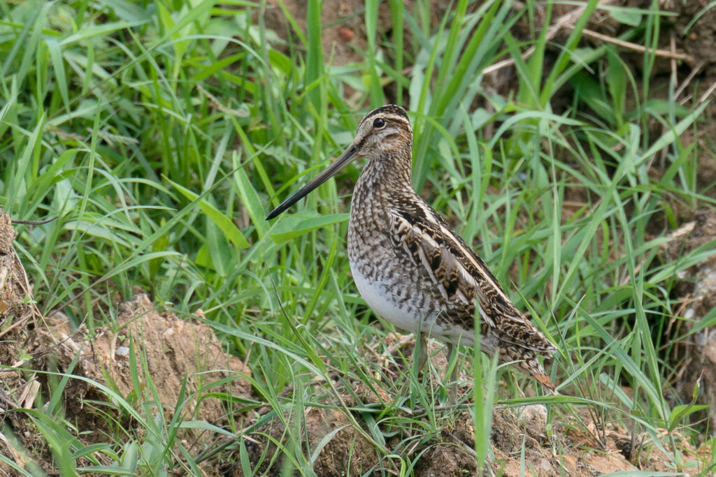 Common Snipe