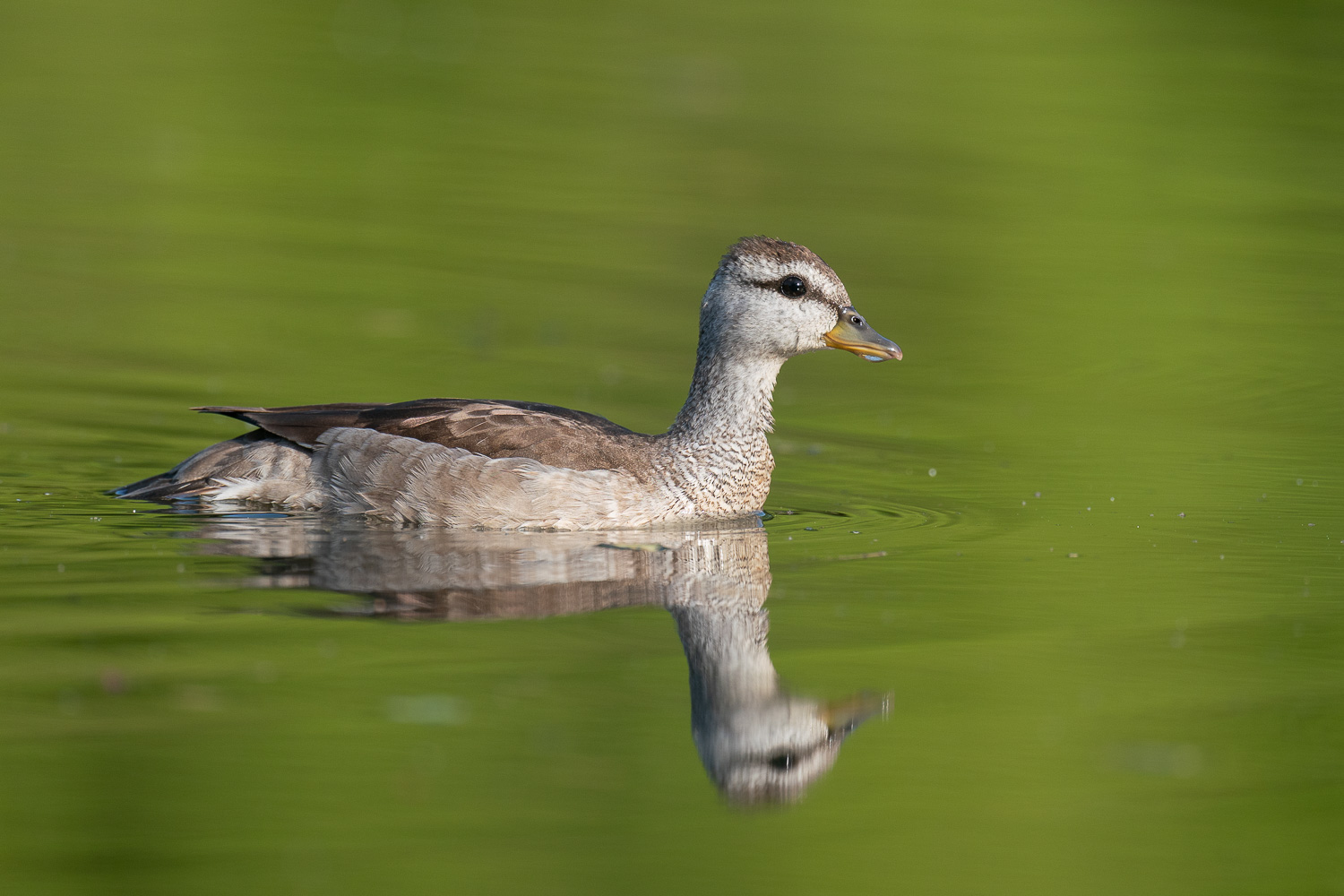 Cotton Pygmy Goose Singapore Birds Project