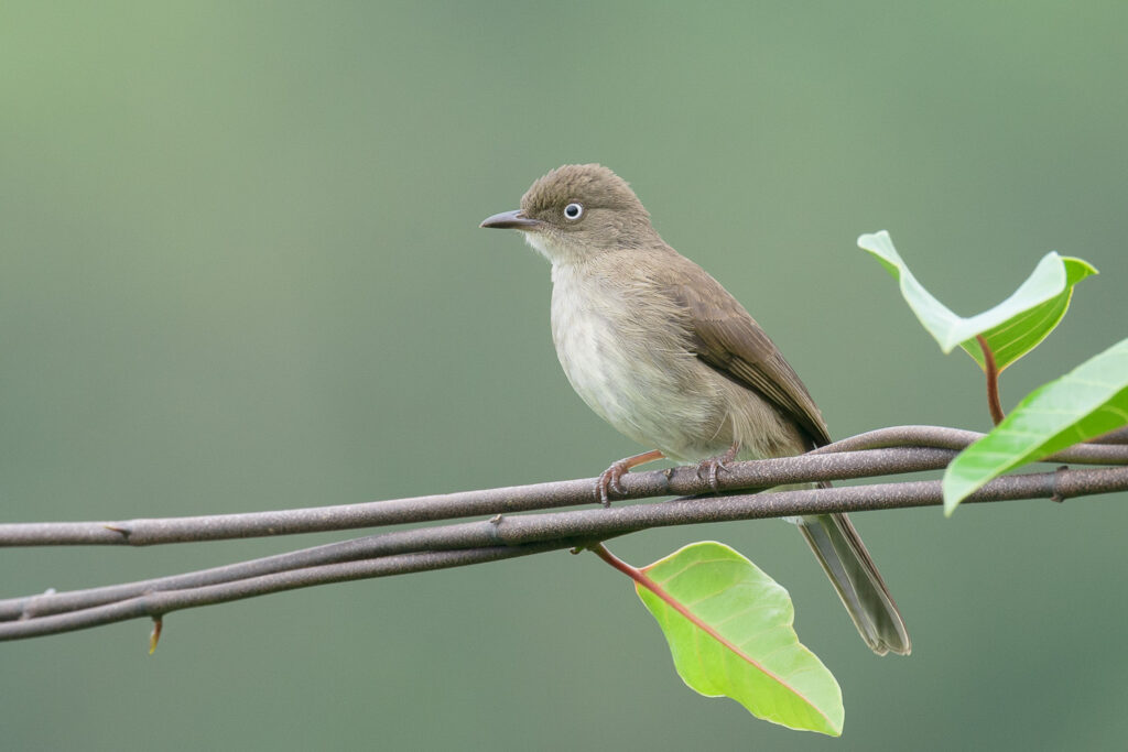 Cream-vented Bulbul