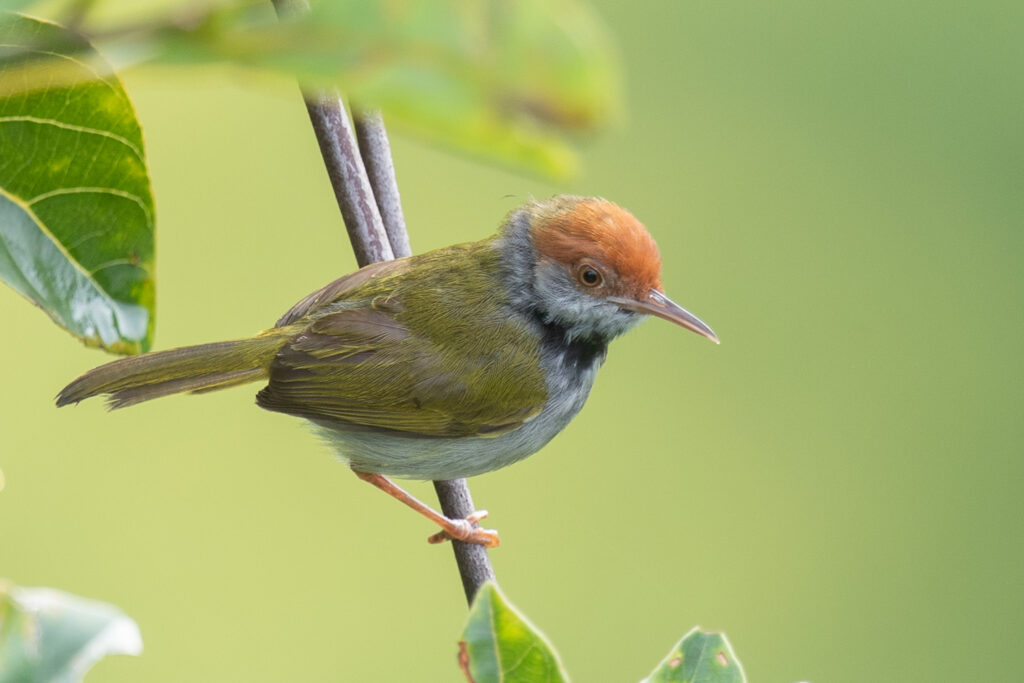 Dark-necked Tailorbird