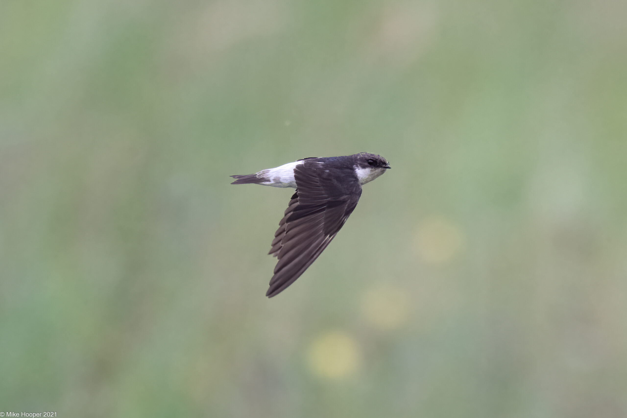 Siberian House Martin