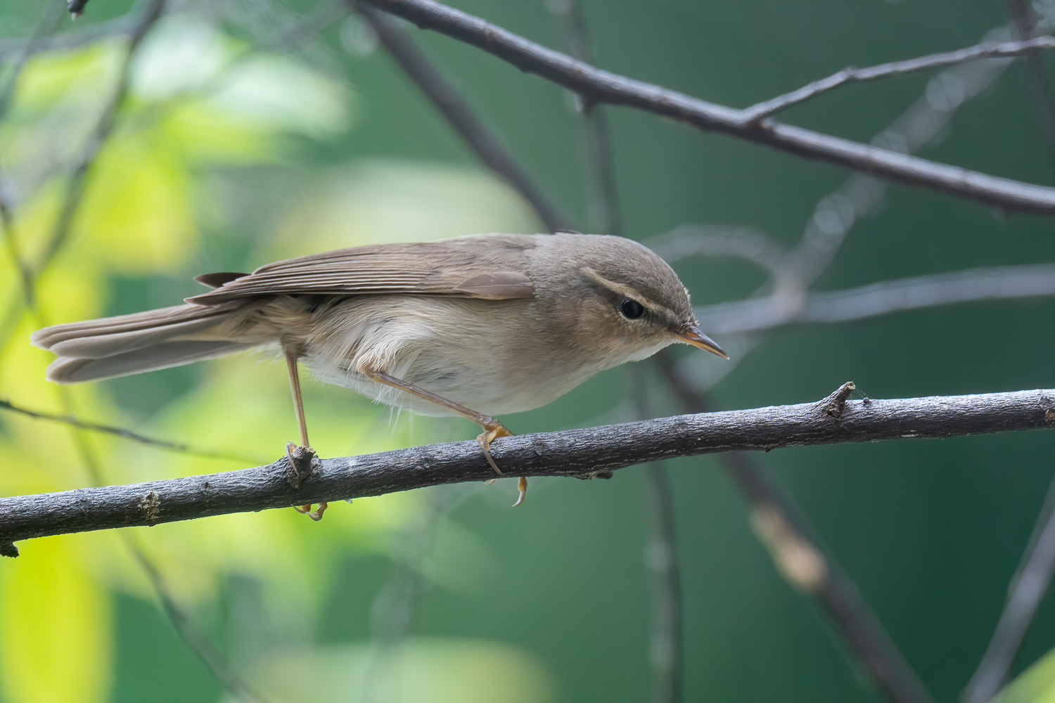 Dusky Warbler – Birds Of Singapore