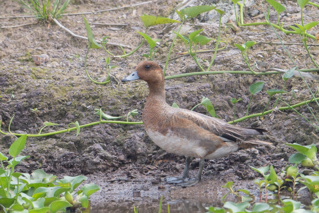 Eurasian Wigeon
