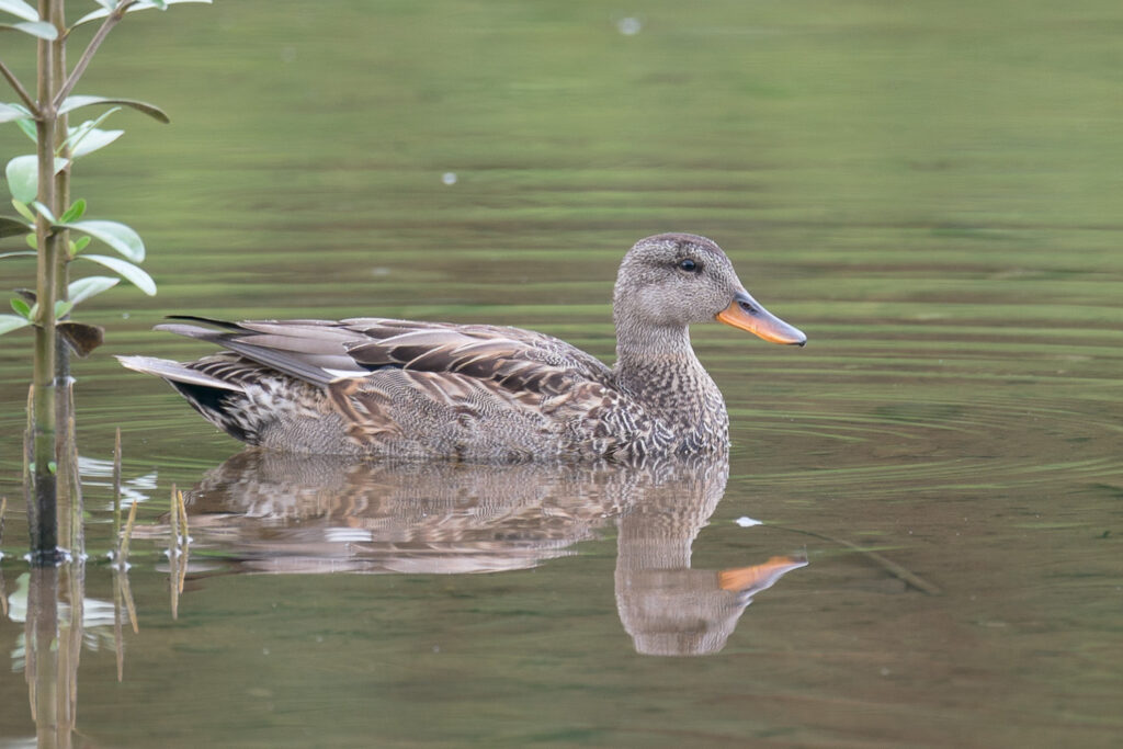 Gadwall