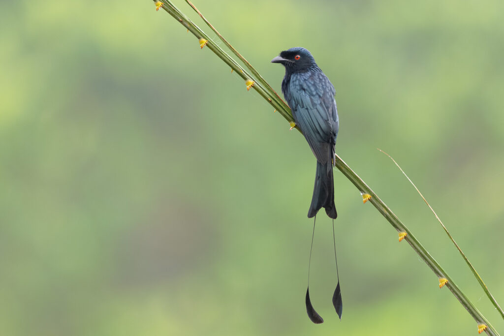 Greater Racket-tailed Drongo