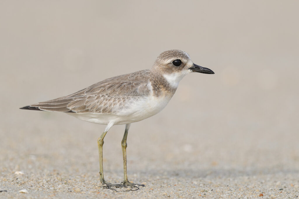 Greater Sand Plover