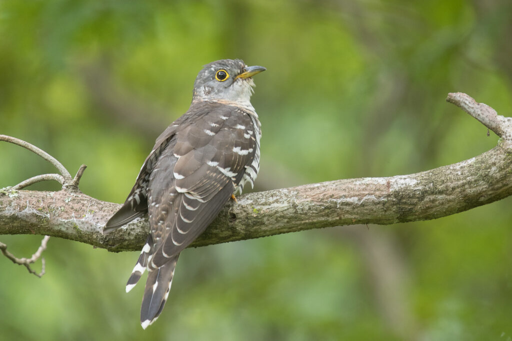 Indian Cuckoo