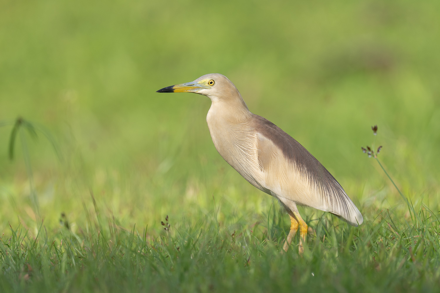 Indian Pond Heron – Birds of Singapore