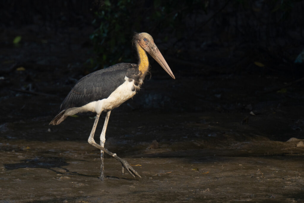 Lesser Adjutant
