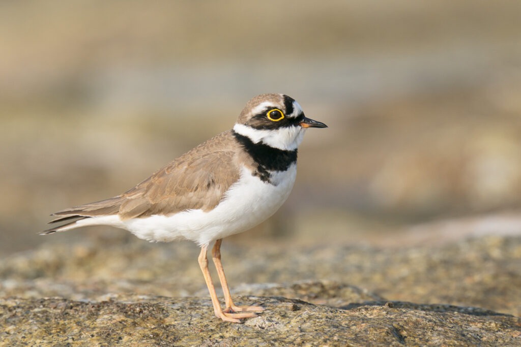 Little Ringed Plover