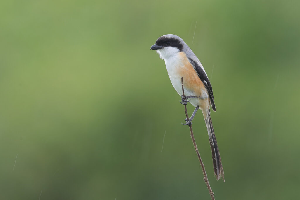 Long-tailed Shrike