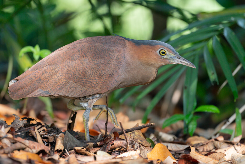 Malayan Night Heron